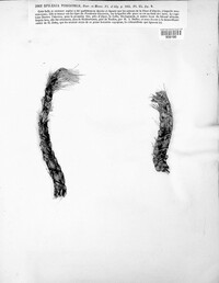 Image of Halotthia posidoniae
